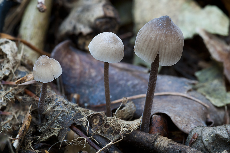 Mycena leptocephala